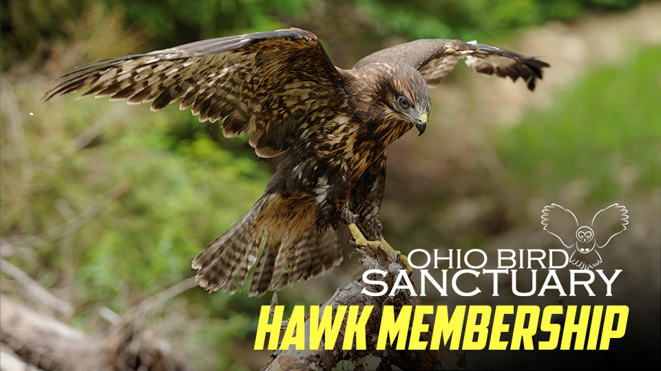 Ohio Bird Sanctuary - Membership - Hawk